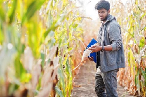 South asian agronomist farmer inspecting corn field farm. Agricu